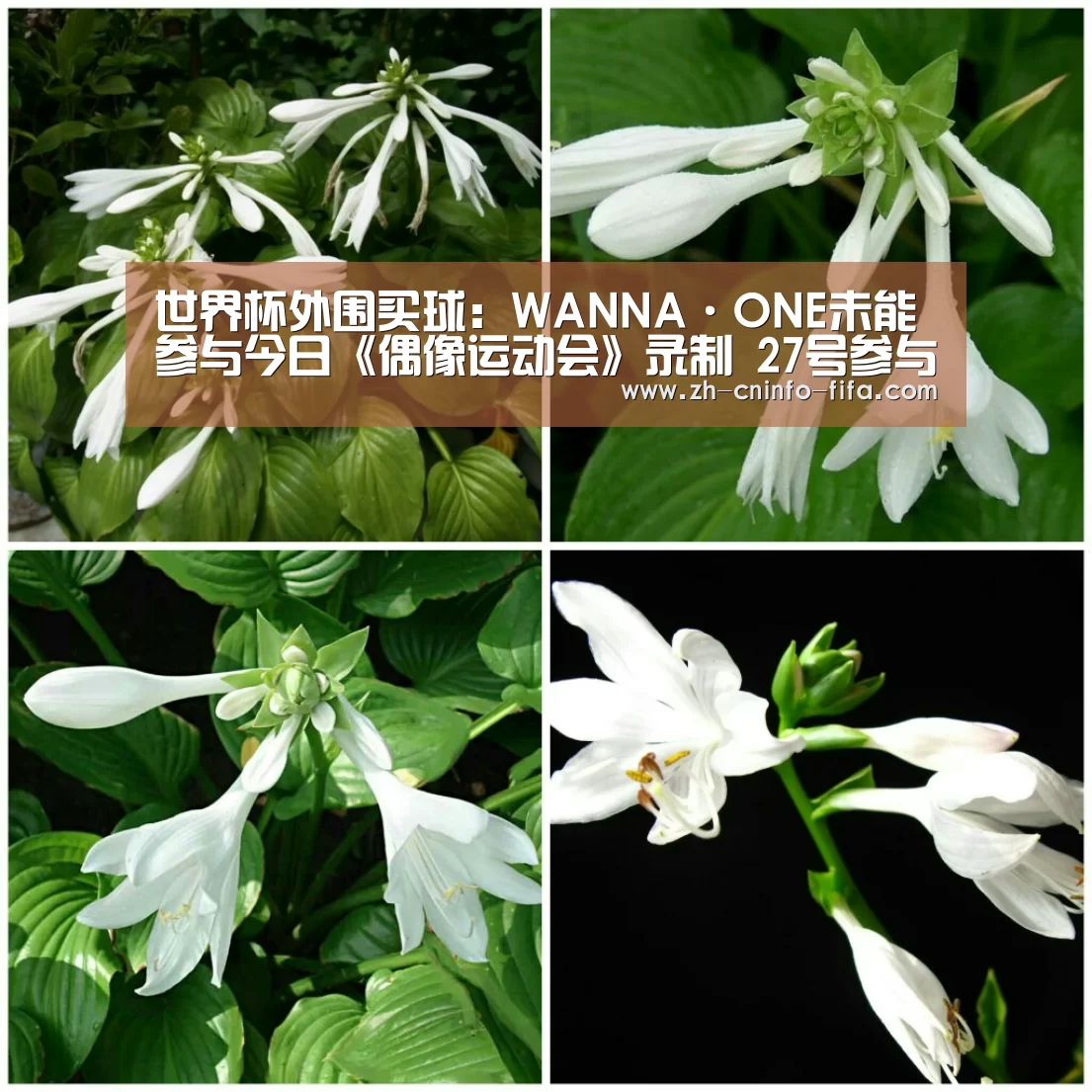 世界杯外围买球：WANNA·ONE未能参与今日《偶像运动会》录制 27号参与保龄